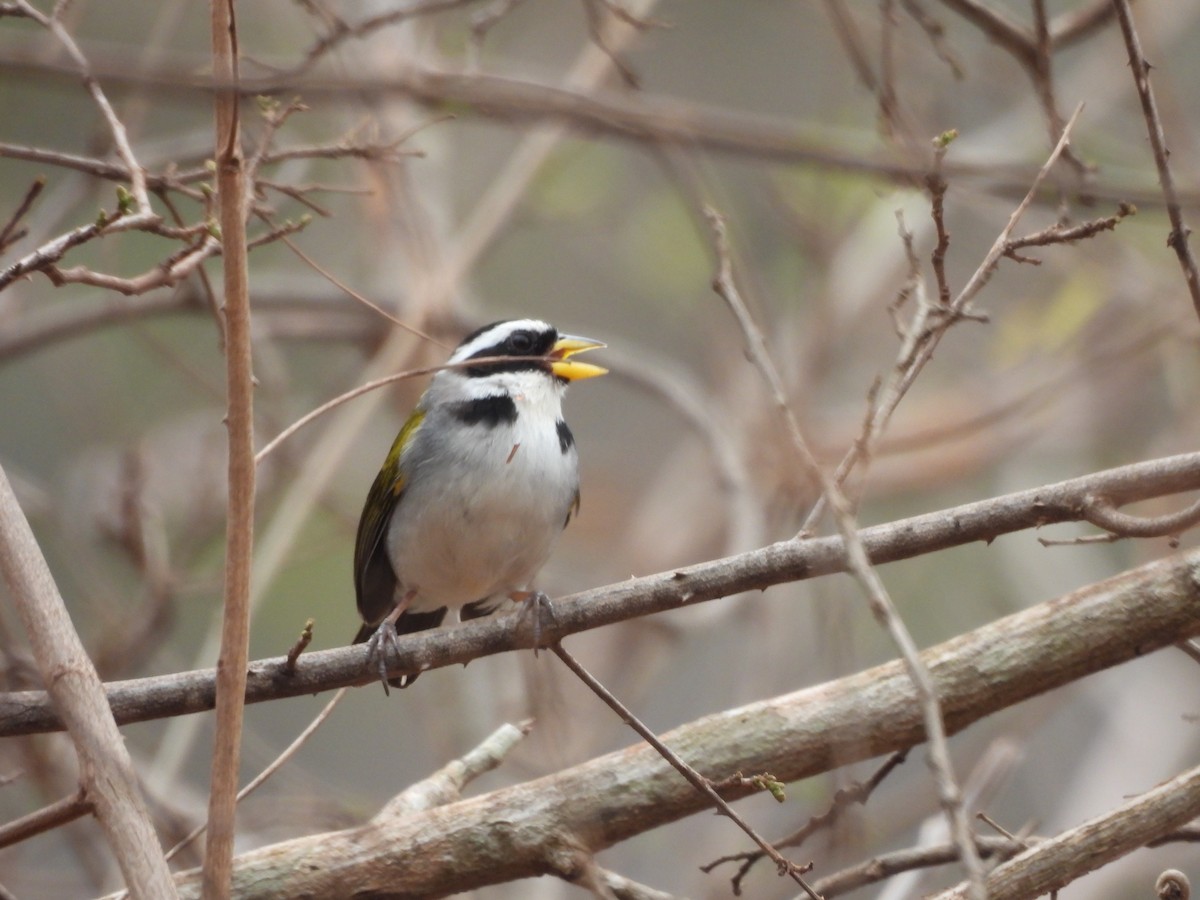 Sao Francisco Sparrow - ML626541155