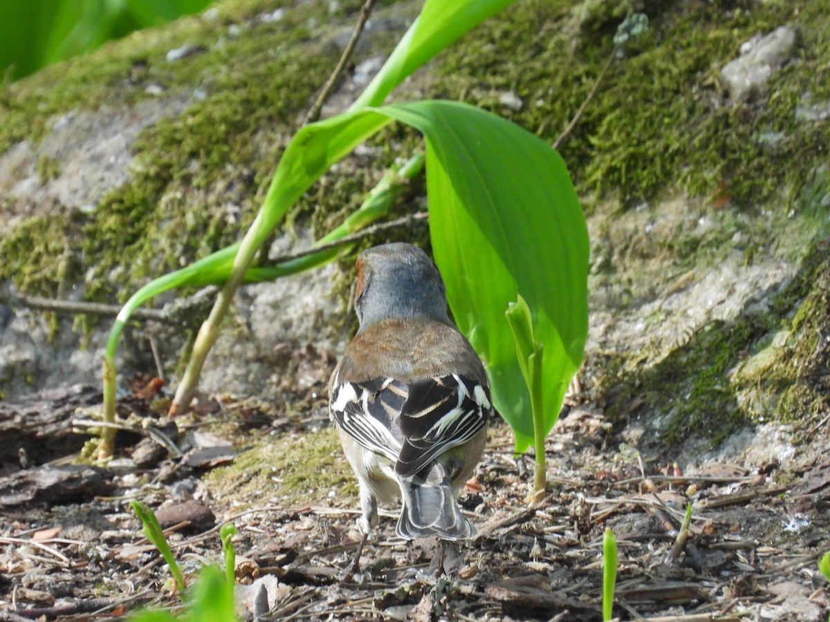 Дуулгат бужирга - ML626541206