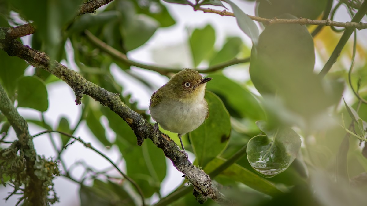 Bay-ringed Tyrannulet - ML626541232