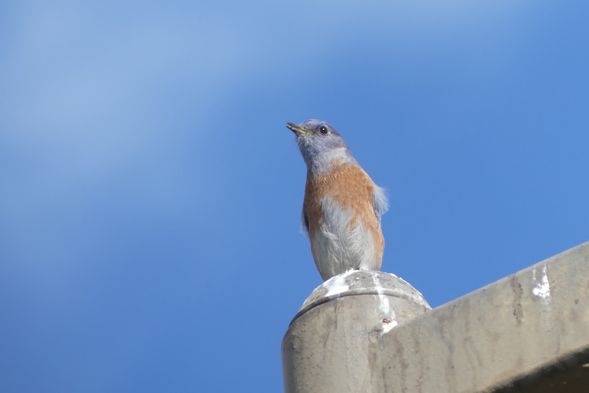 Western Bluebird - ML626541324