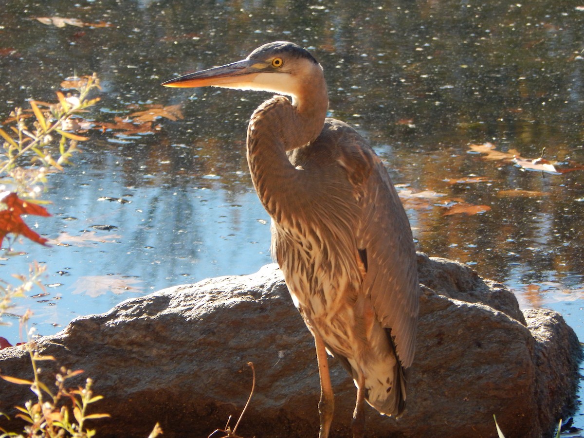 Great Blue Heron - ML626541464