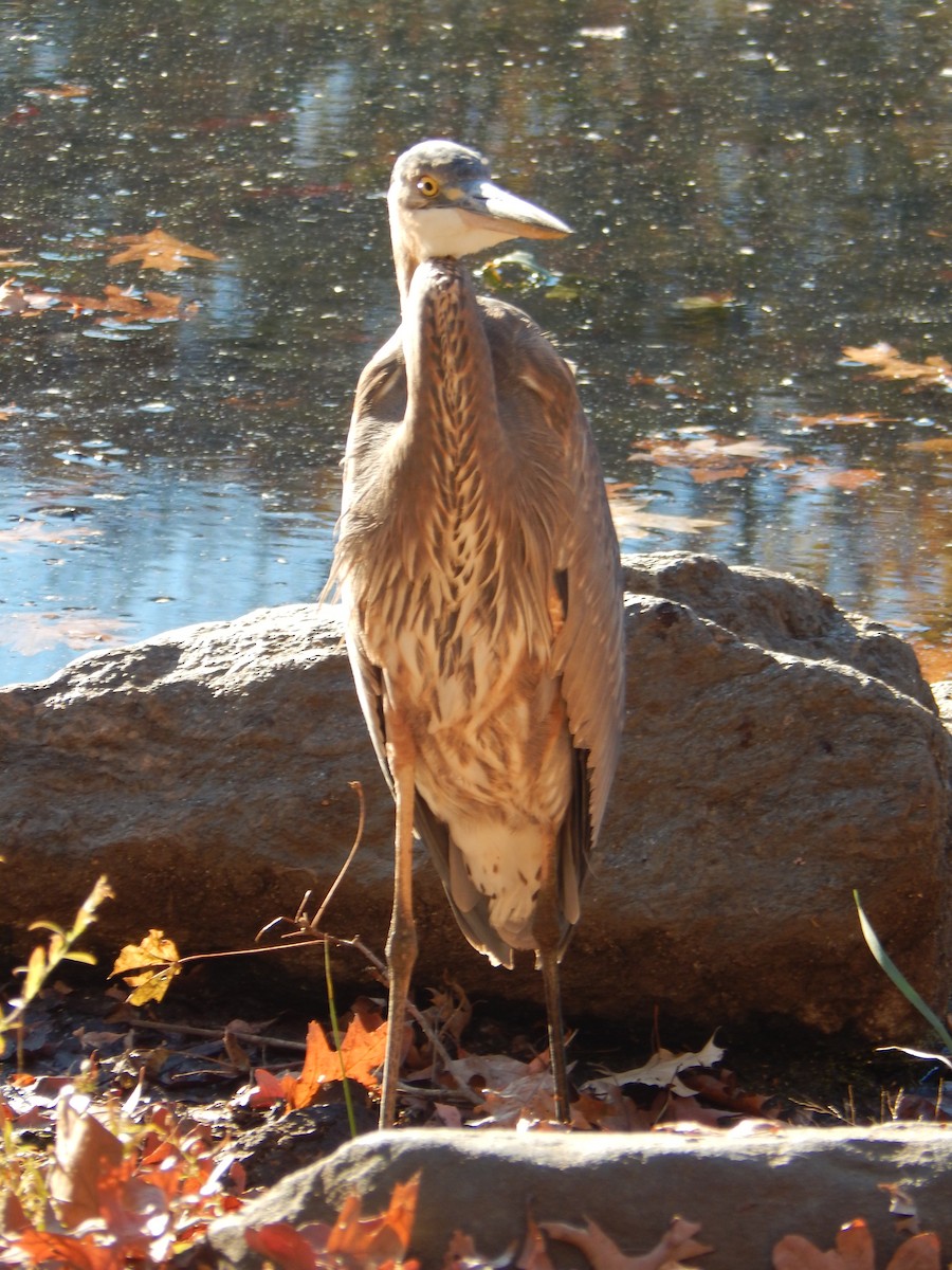 Great Blue Heron - ML626541465