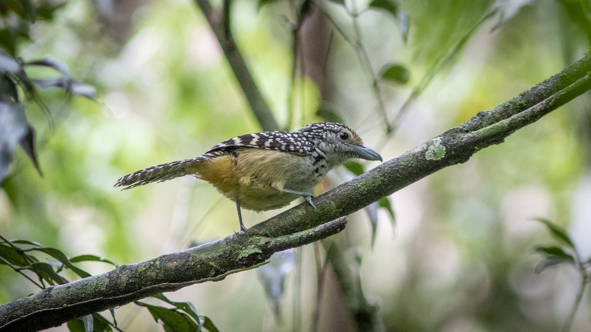 Spot-backed Antshrike - ML626541580