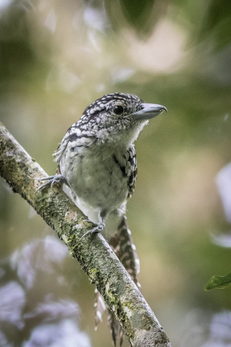 Spot-backed Antshrike - ML626541581