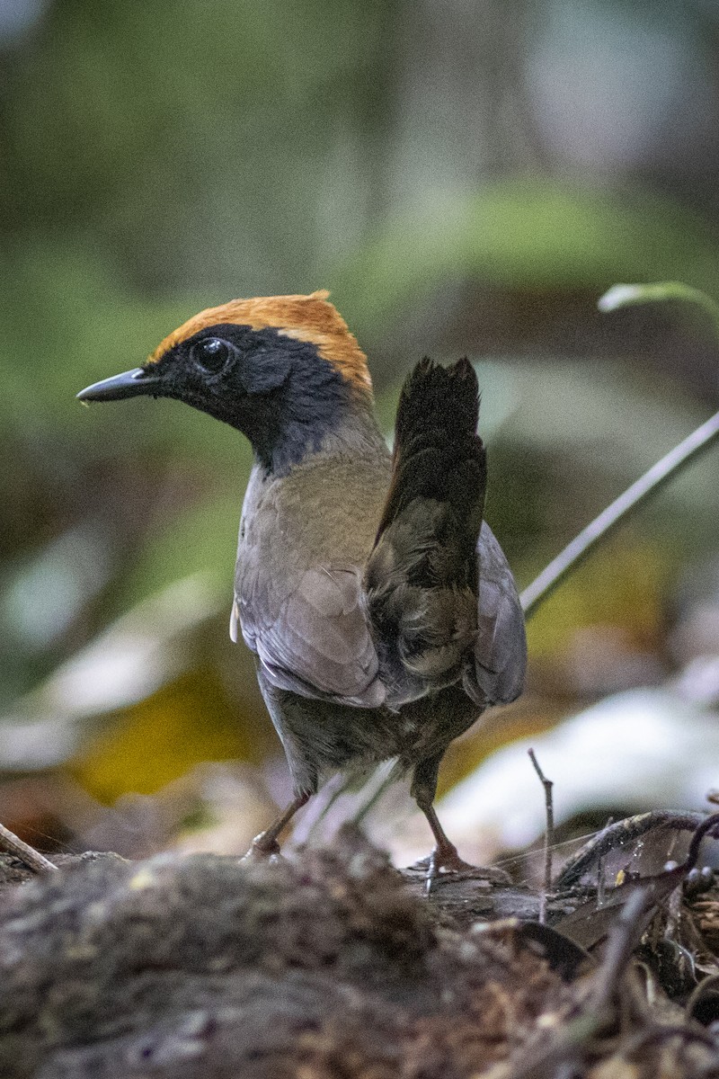 Rufous-capped Antthrush - ML626541805