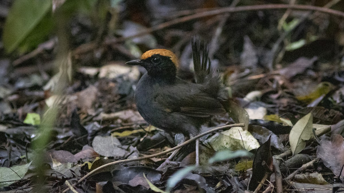 Rufous-capped Antthrush - ML626541808