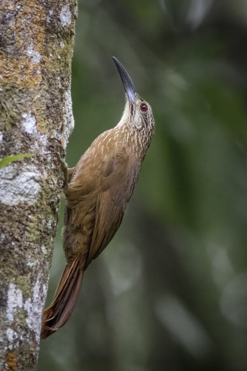 White-throated Woodcreeper - ML626541909