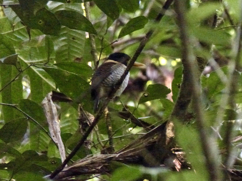 Scaly-breasted Kingfisher (Scaly-breasted) - ML626541926