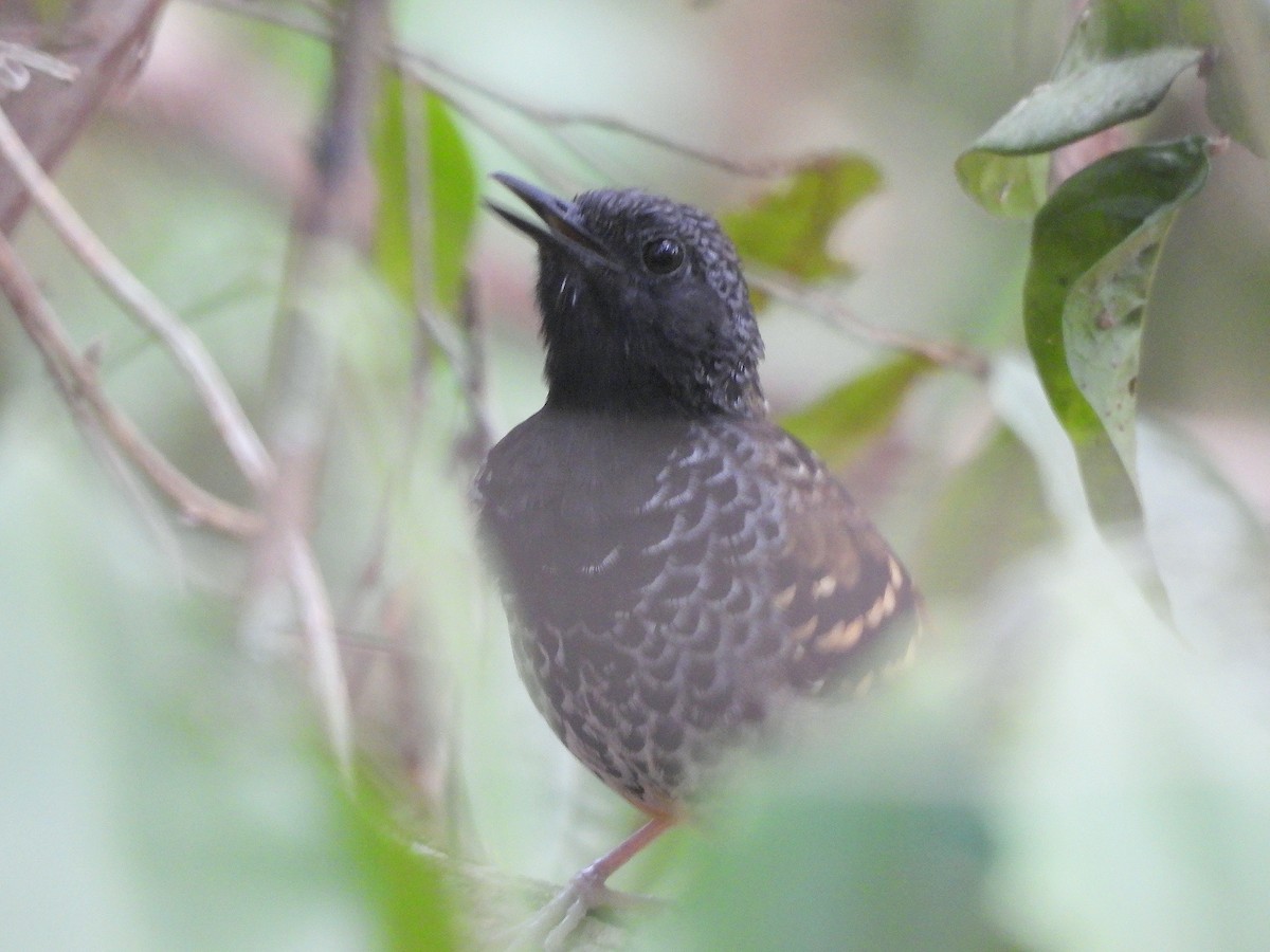 Scalloped Antbird - ML626541990