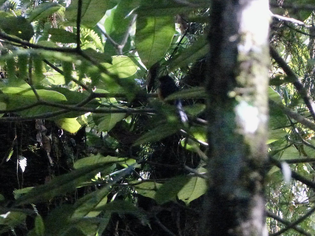 Sulawesi Blue Flycatcher (Sulawesi) - ML626542046