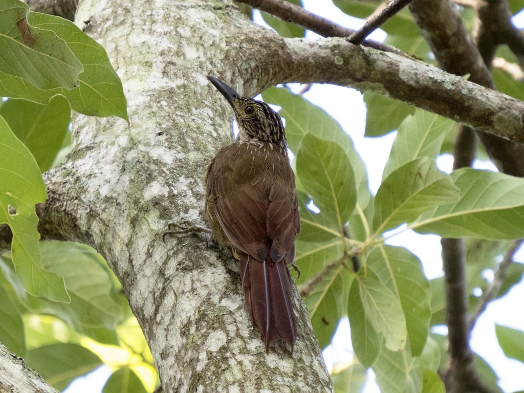 Planalto Woodcreeper - ML626542056