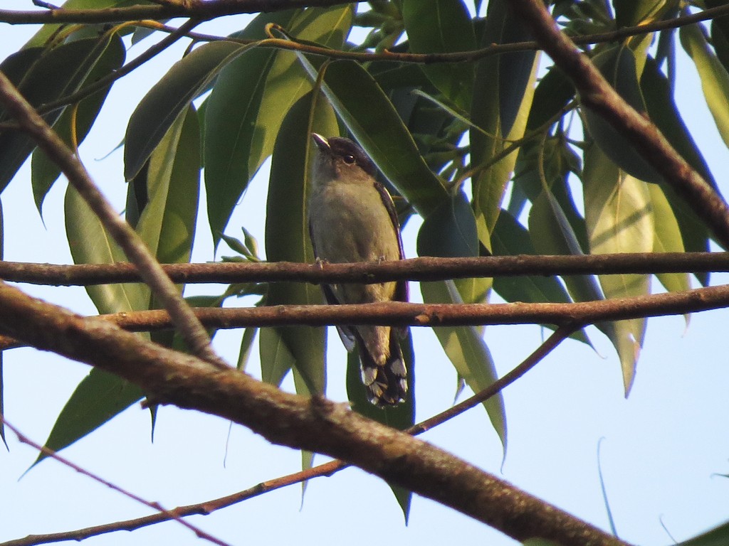 White-winged Becard - ML626542063