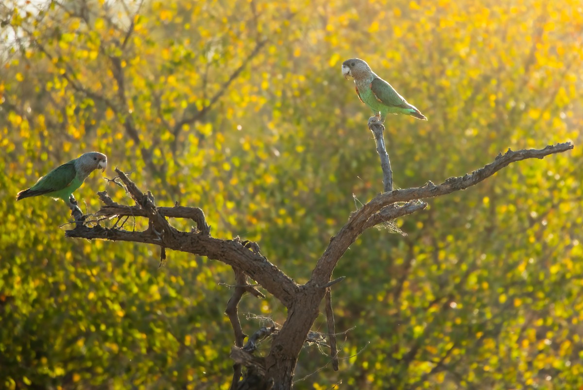 Brown-necked Parrot - ML626542122