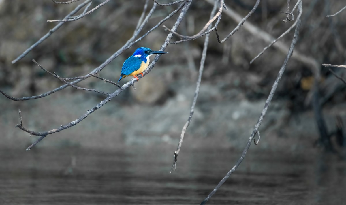 Half-collared Kingfisher - ML626542193