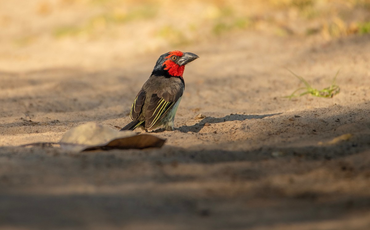 Black-collared Barbet - ML626542274