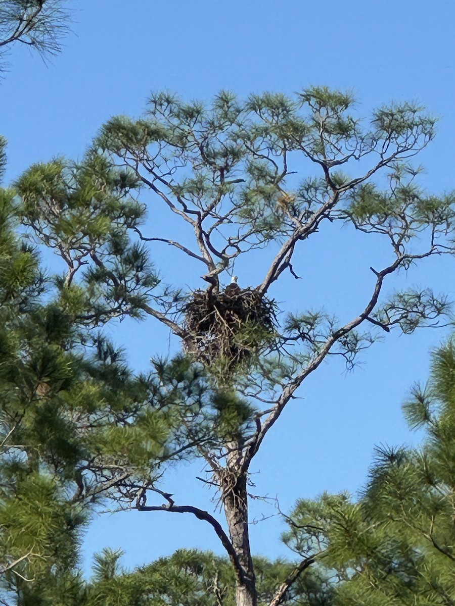 Bald Eagle - ML626542345