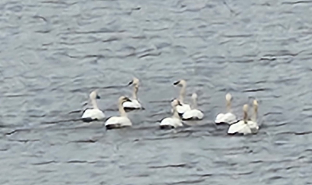 Cigno minore - ML626542508