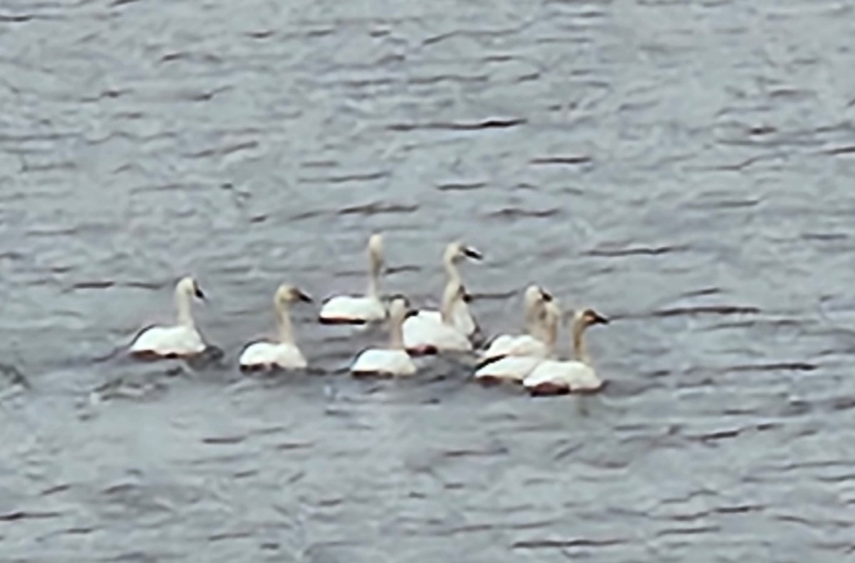 Cigno minore - ML626542532