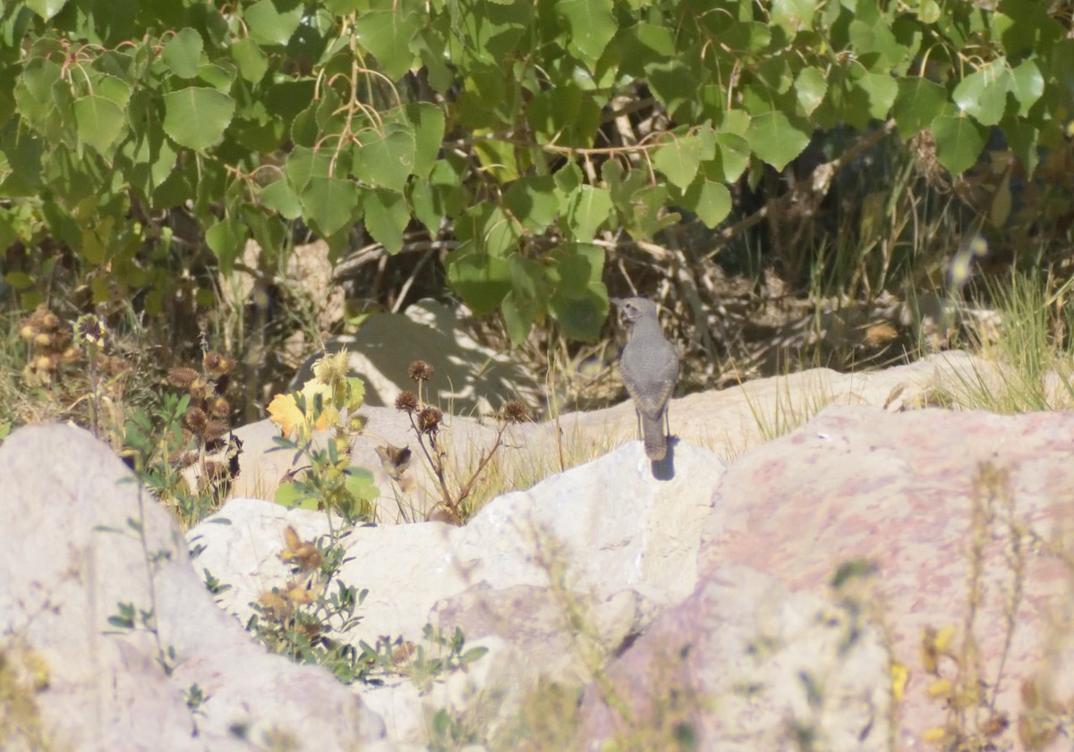 Rock Wren - ML626542595