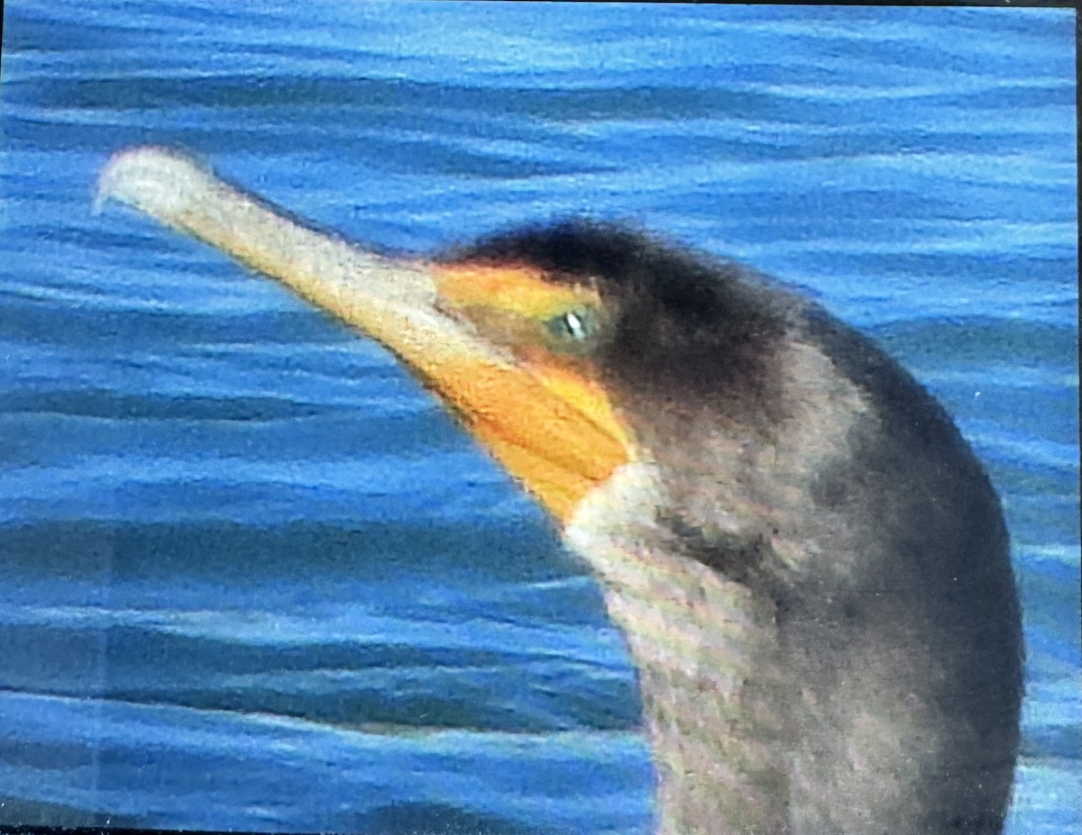 Double-crested Cormorant - ML626542625