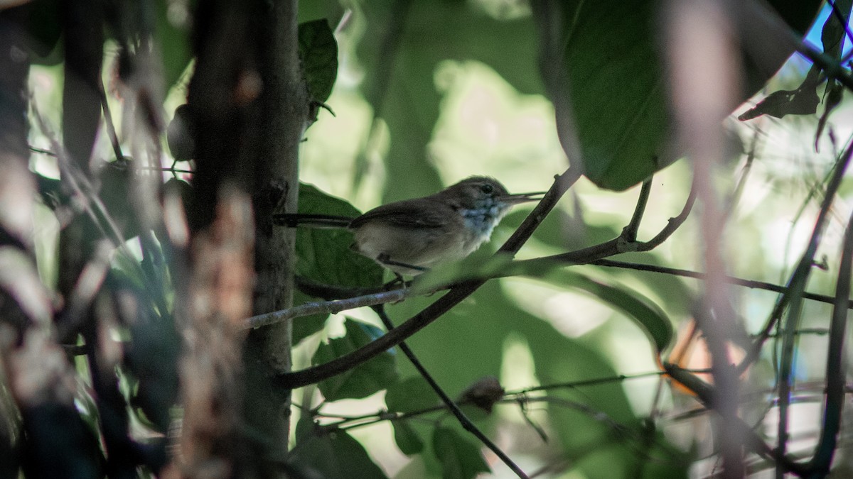 Long-billed Gnatwren - ML626542663