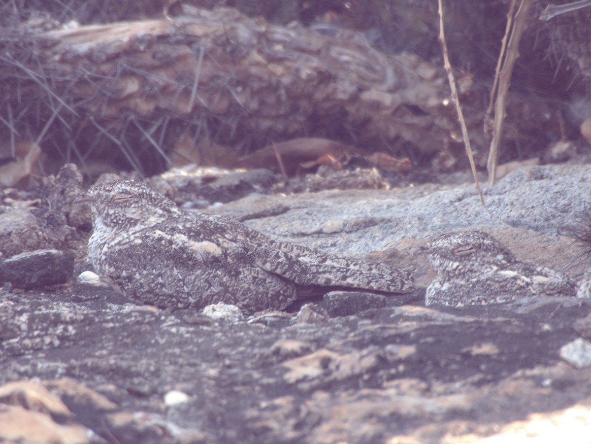 Pygmy Nightjar - ML626542856