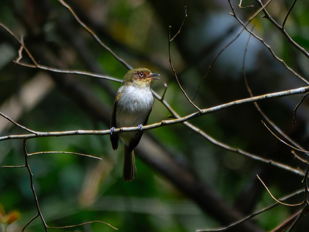 Bay-ringed Tyrannulet - ML626542942