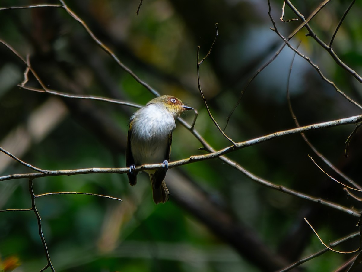 Bay-ringed Tyrannulet - ML626542943