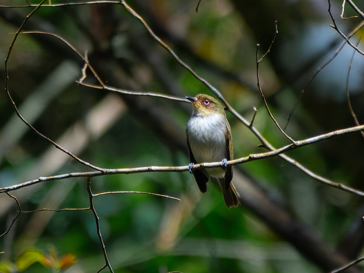 Bay-ringed Tyrannulet - ML626542944