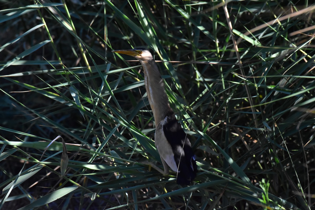 Little Bittern - ML626543027