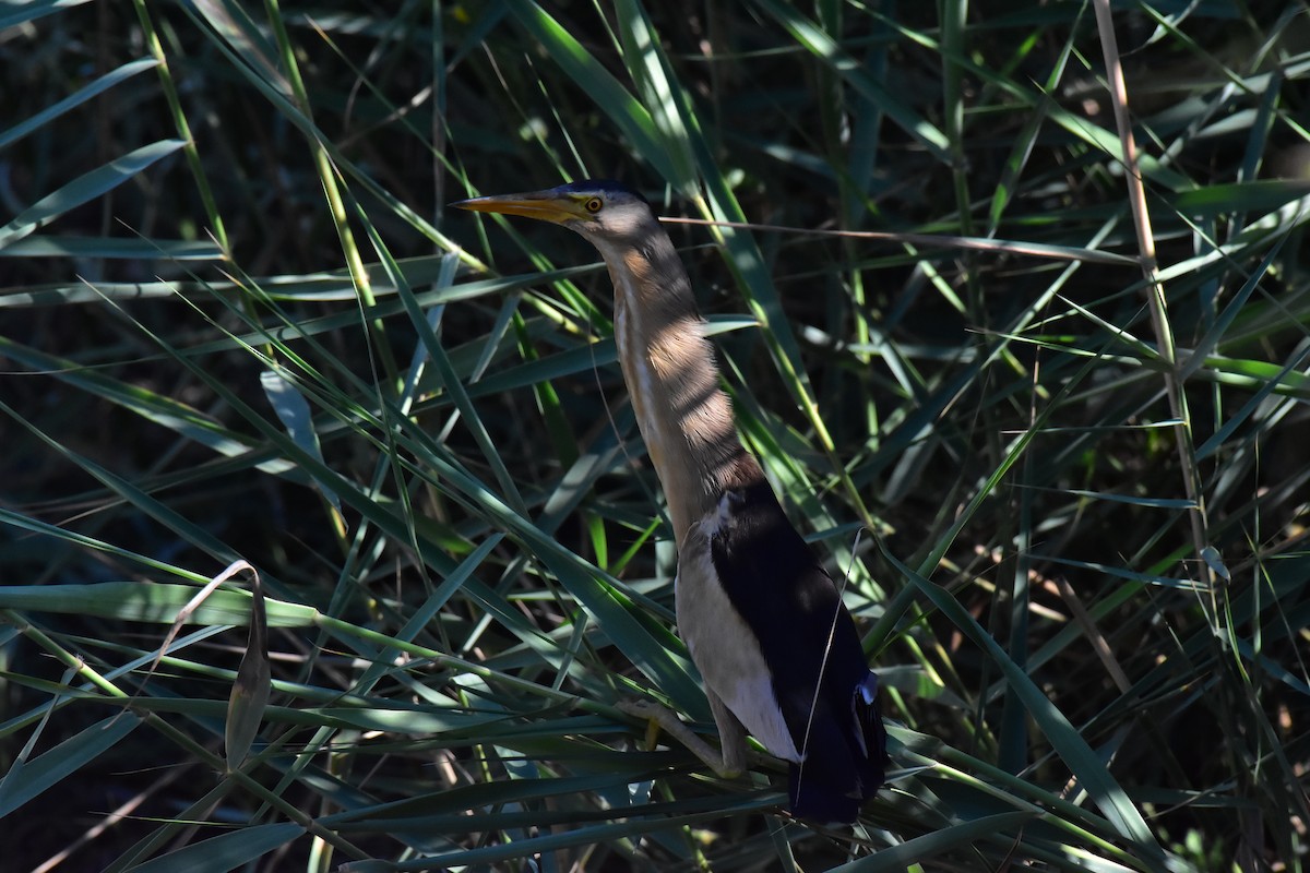 Little Bittern - ML626543029