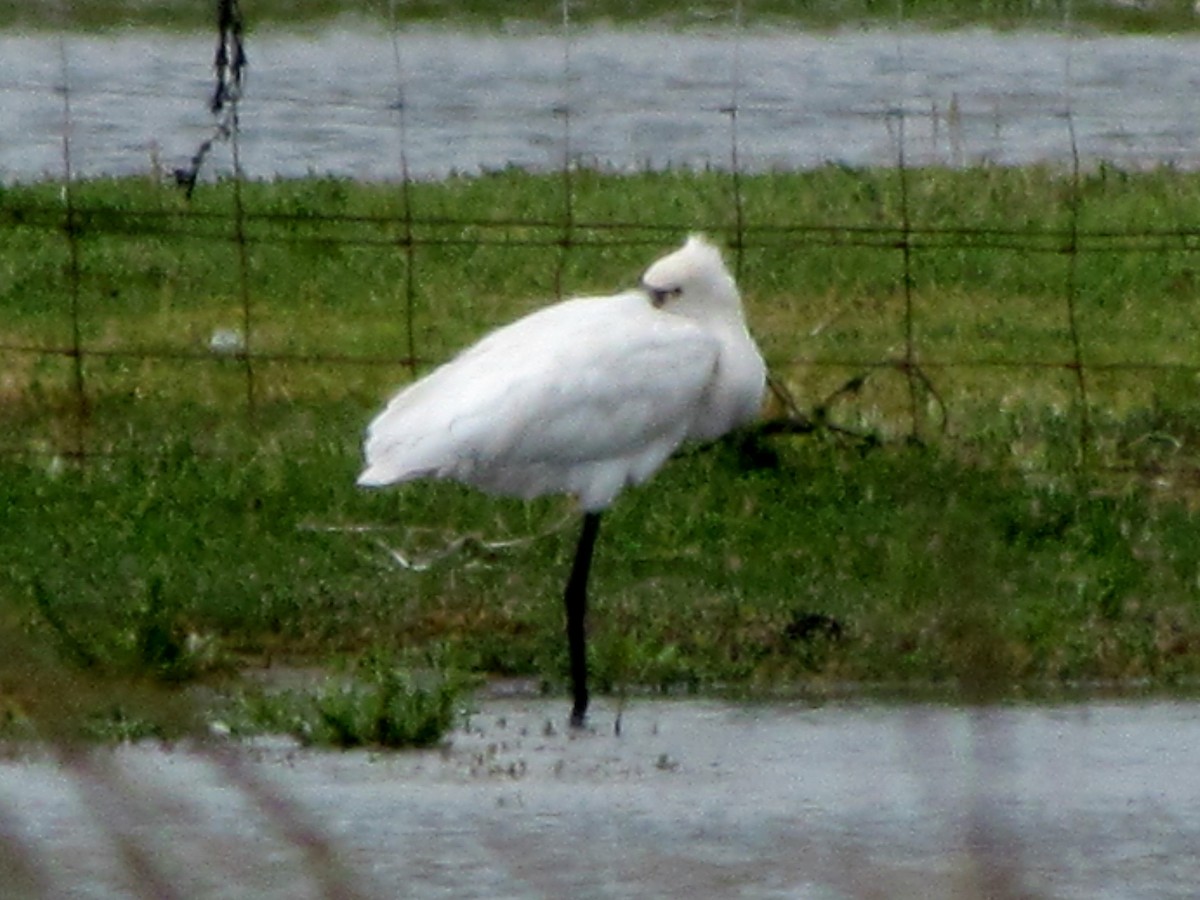 Eurasian Spoonbill - ML62654321