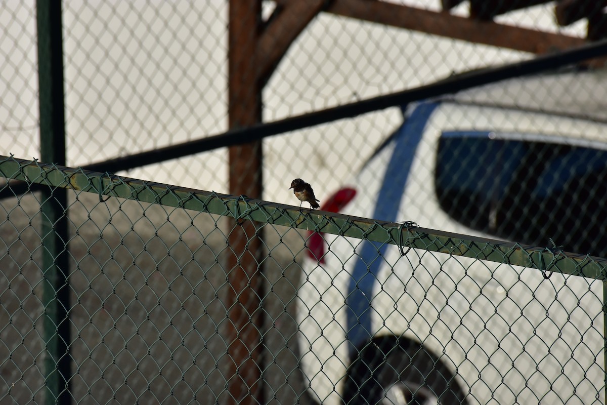 Cyprus Wheatear - ML626543342