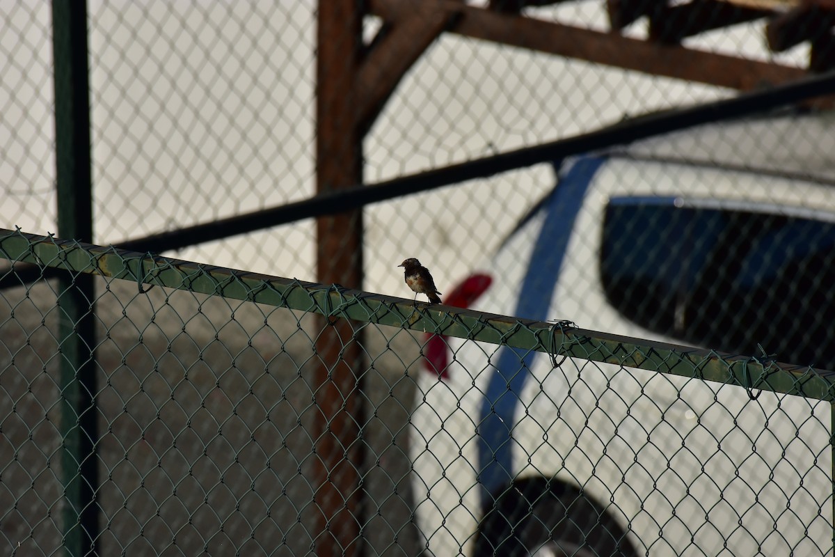 Cyprus Wheatear - ML626543345