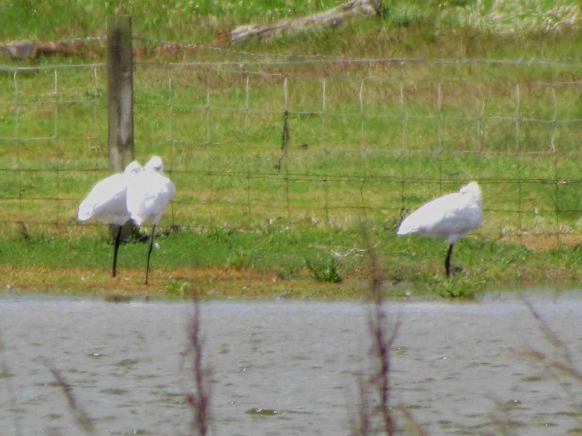 Eurasian Spoonbill - ML62654341