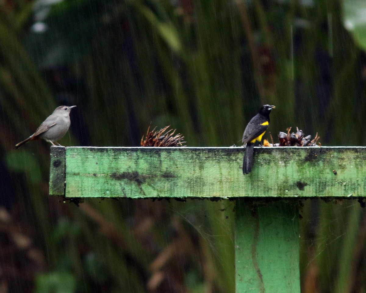 Black-cowled Oriole - ML626543420