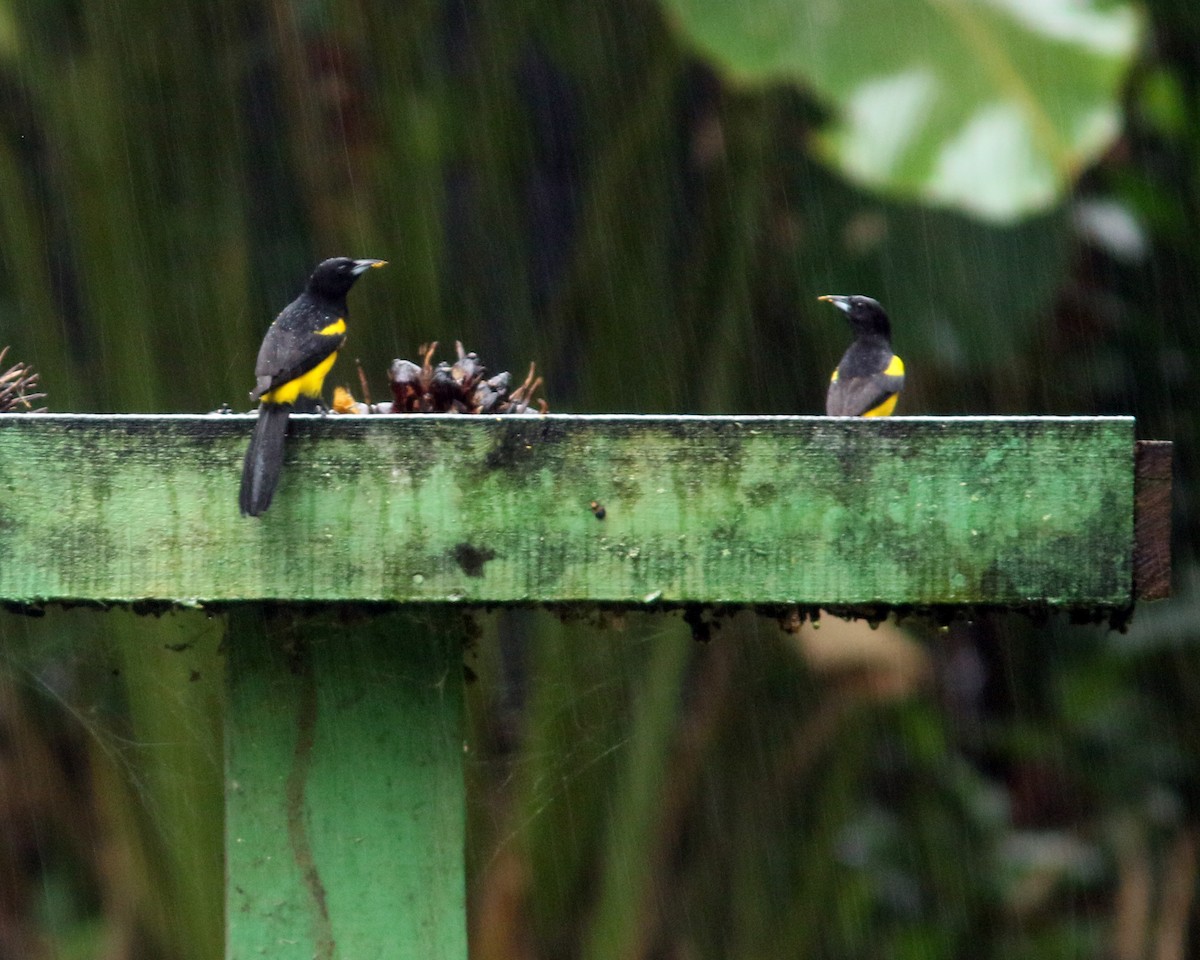 Black-cowled Oriole - ML626543421