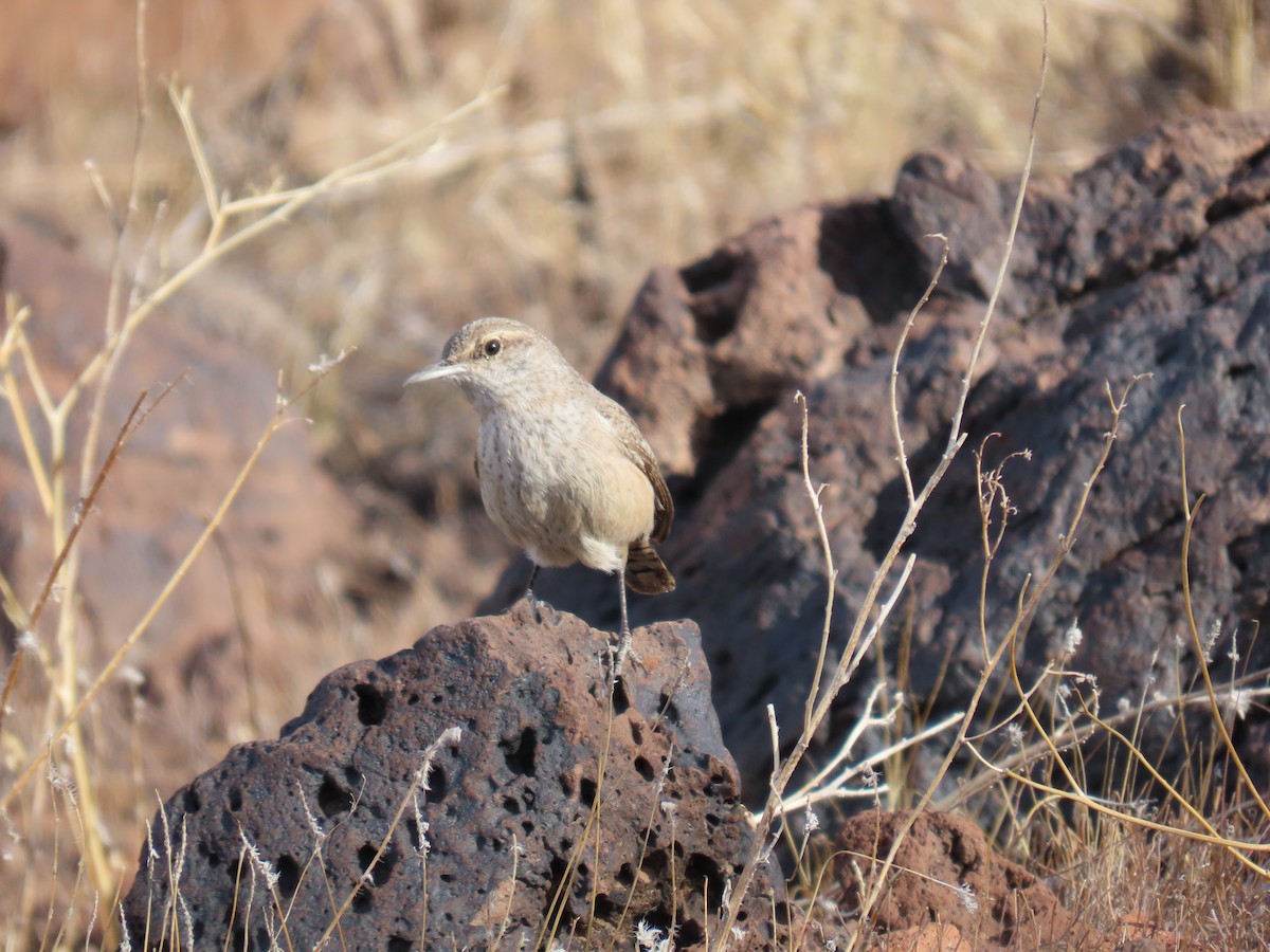 Rock Wren - ML626543444