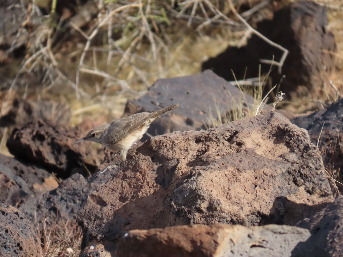 Rock Wren - ML626543464