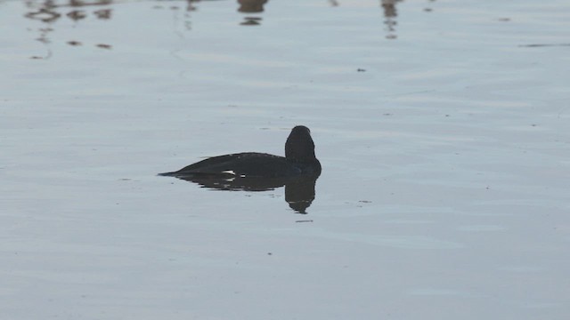 White-winged Scoter - ML626543506