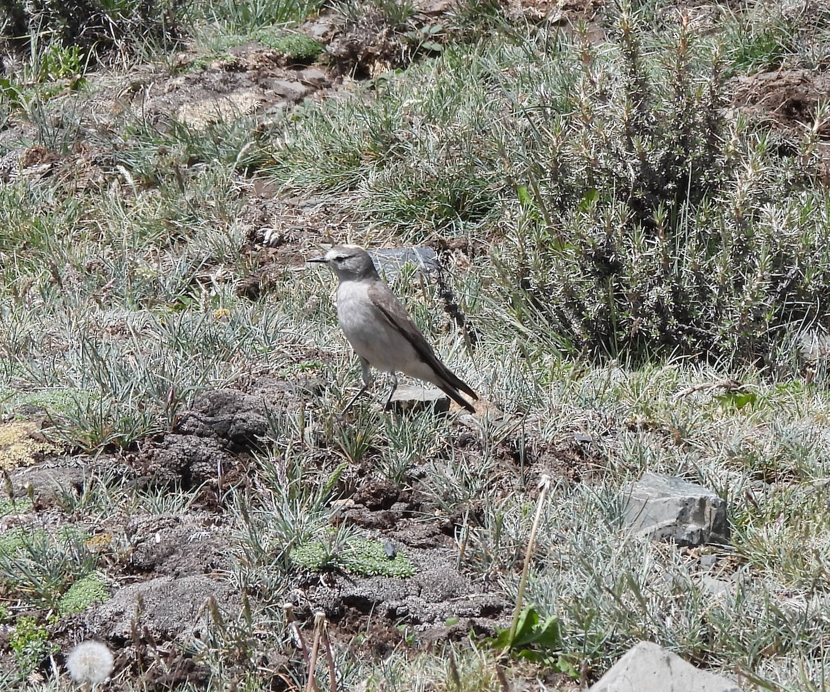 White-browed Ground-Tyrant - ML626543509