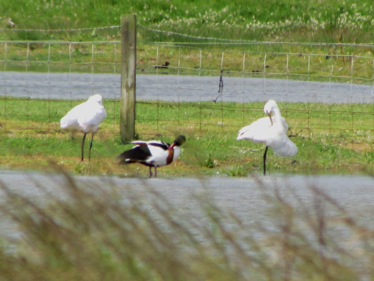 Eurasian Spoonbill - ML62654351