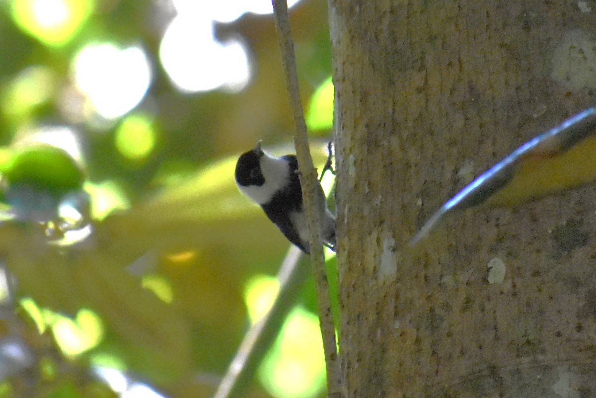 Pied Monarch - ML626543522