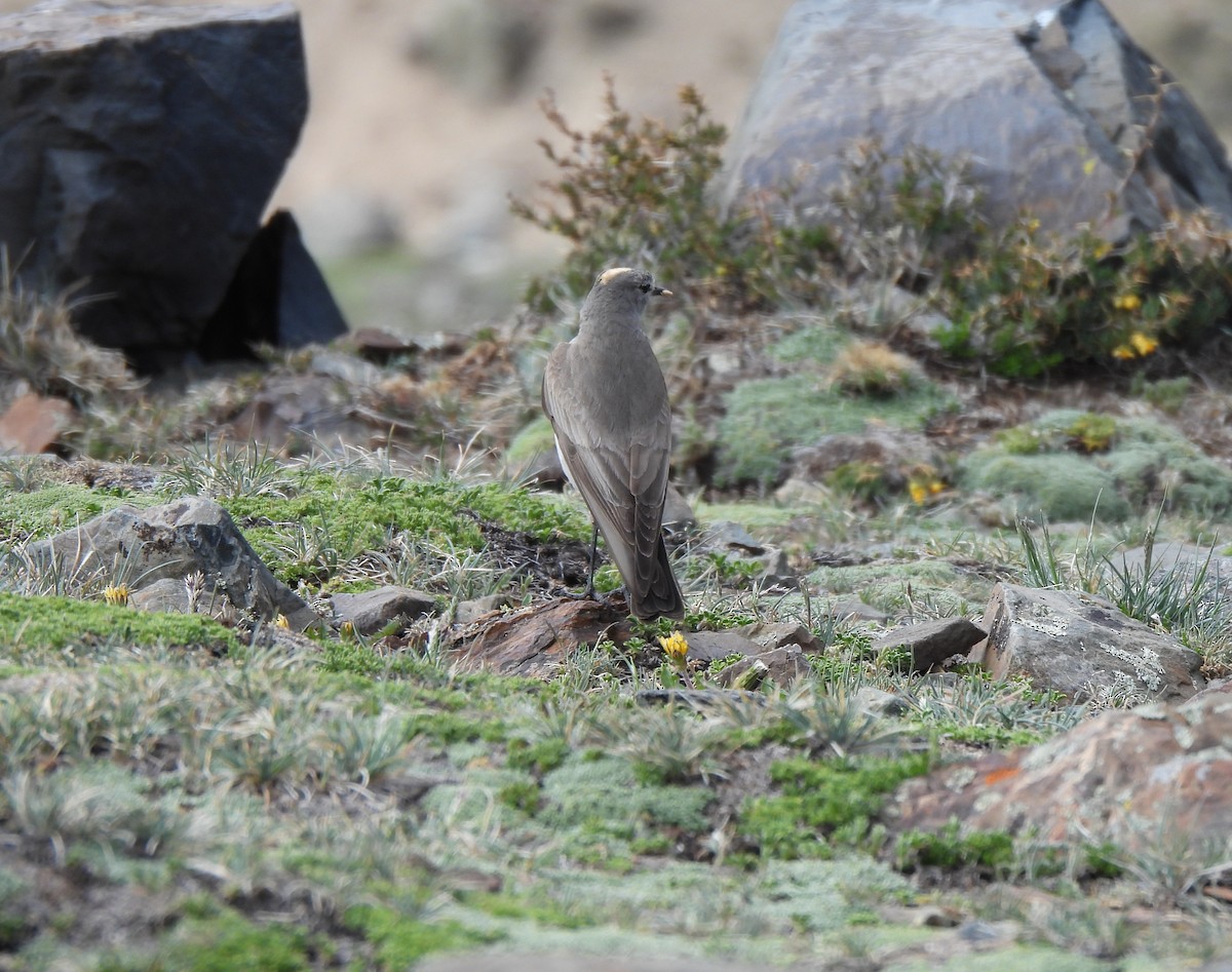 White-browed Ground-Tyrant - ML626543523