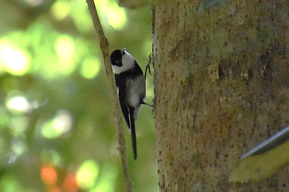 Pied Monarch - ML626543524