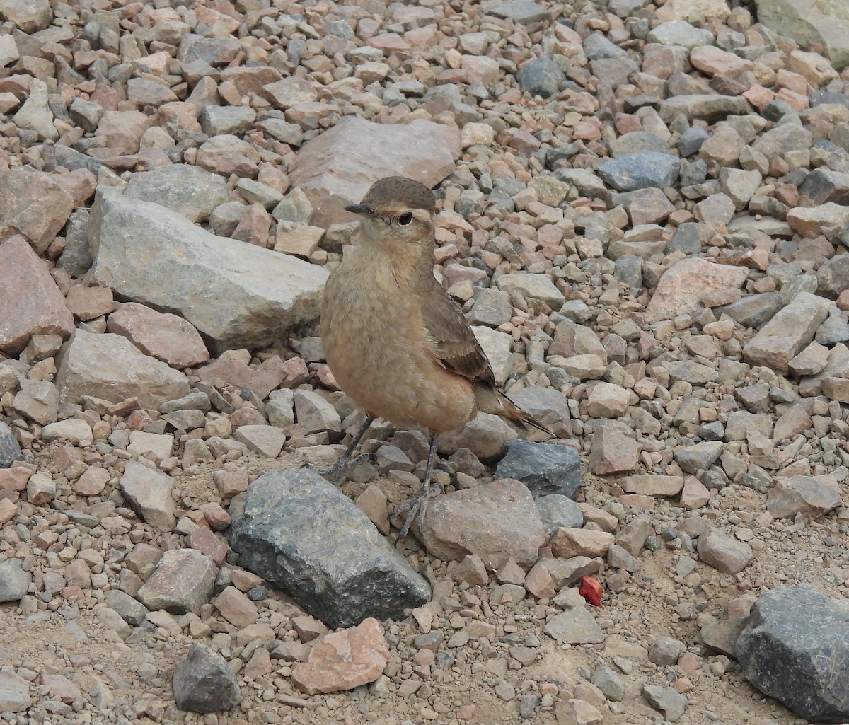 Rufous-banded Miner - ML626543564