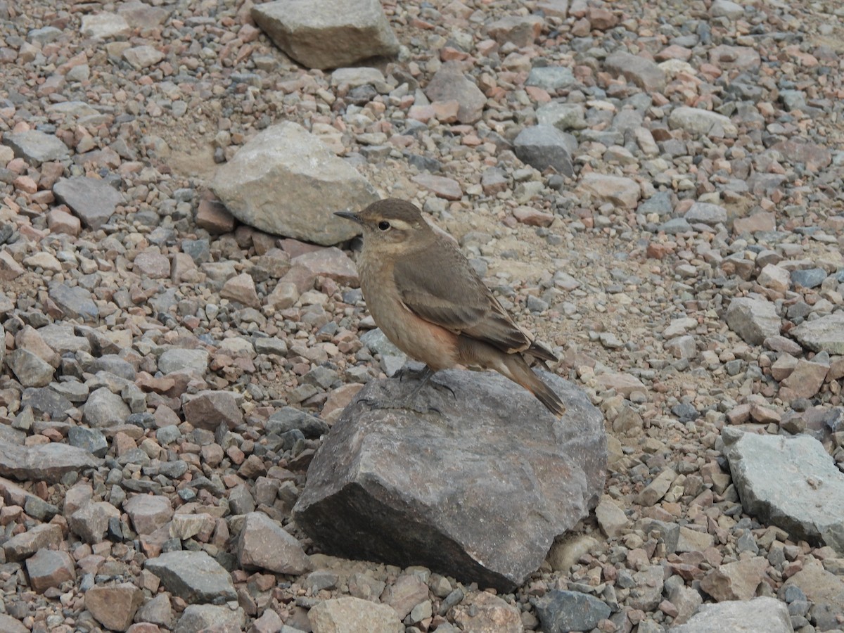 Rufous-banded Miner - ML626543565