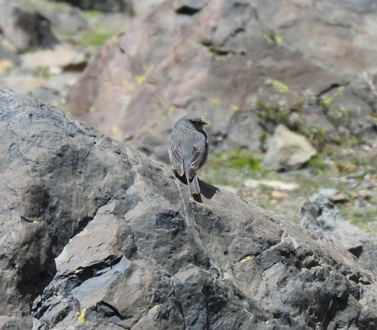 Plumbeous Sierra Finch - ML626543593