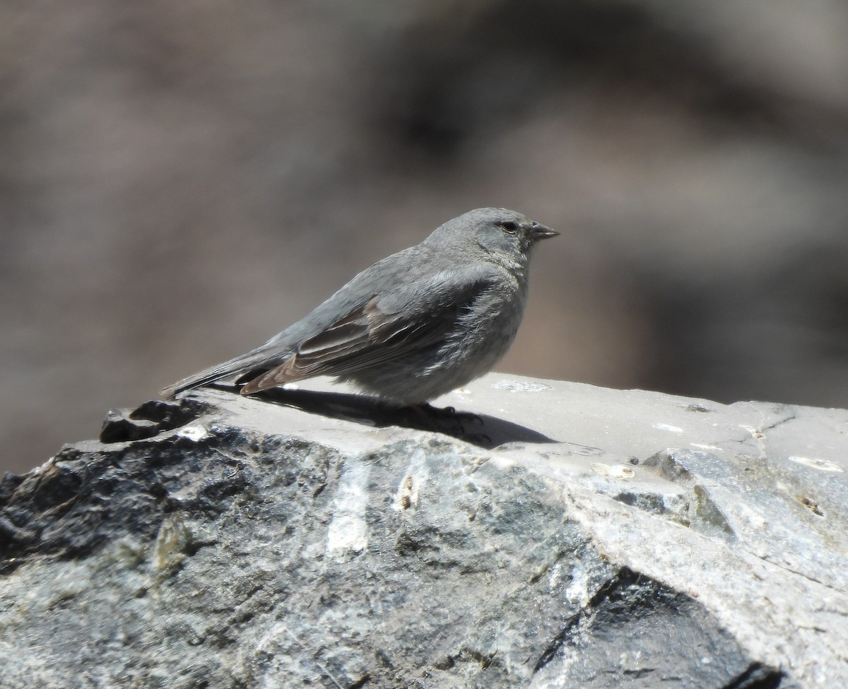 Plumbeous Sierra Finch - ML626543594