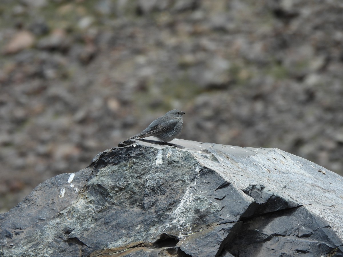 Plumbeous Sierra Finch - ML626543595